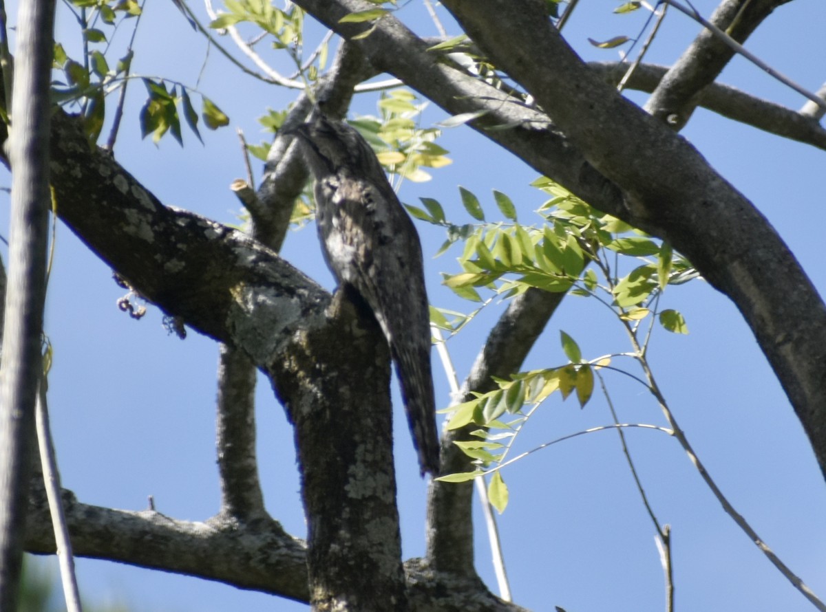Northern Potoo - ML646125893