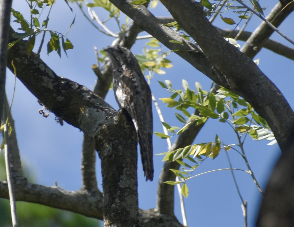 Northern Potoo - ML646125894