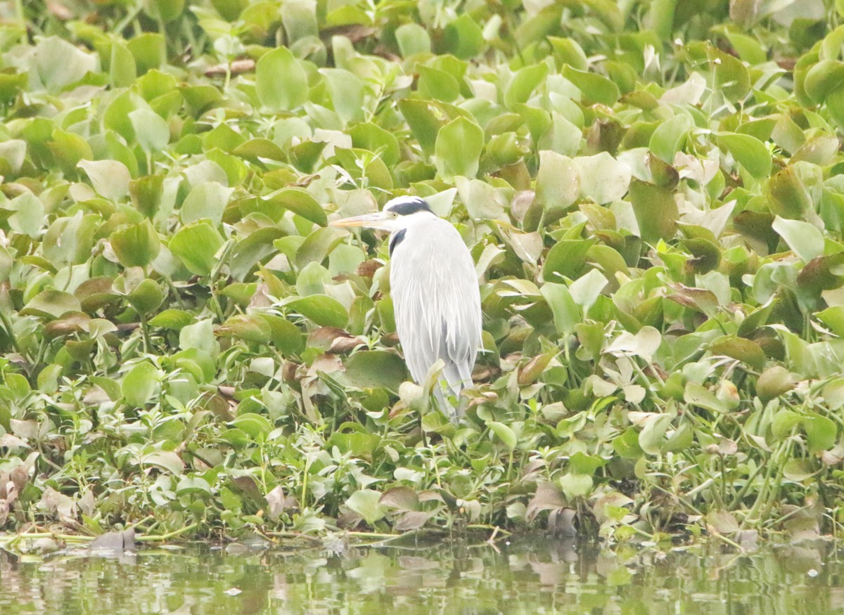 Gray Heron - ML646125898