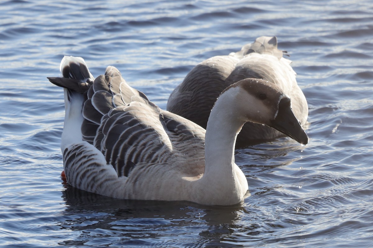 Гуска китайська (свійська) - ML646125899