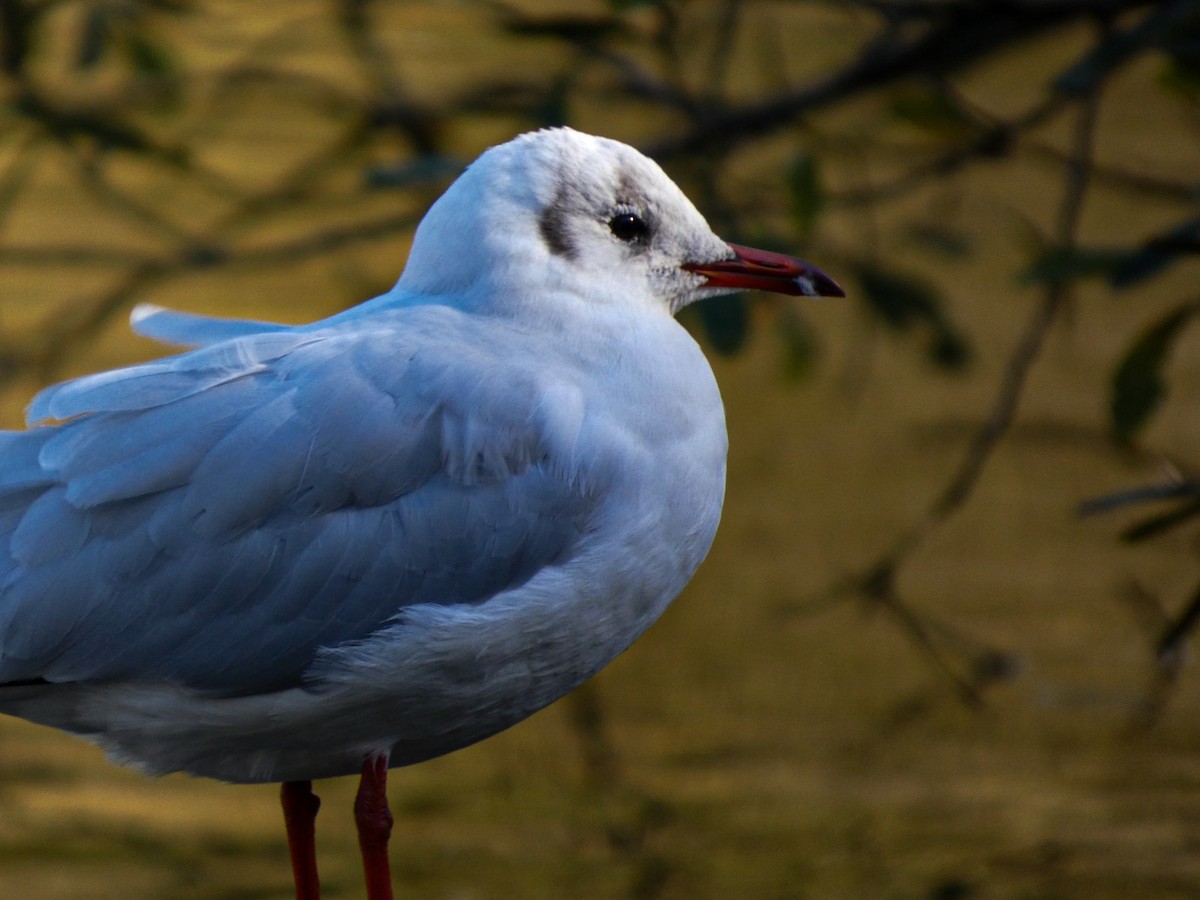 racek chechtavý - ML646125901