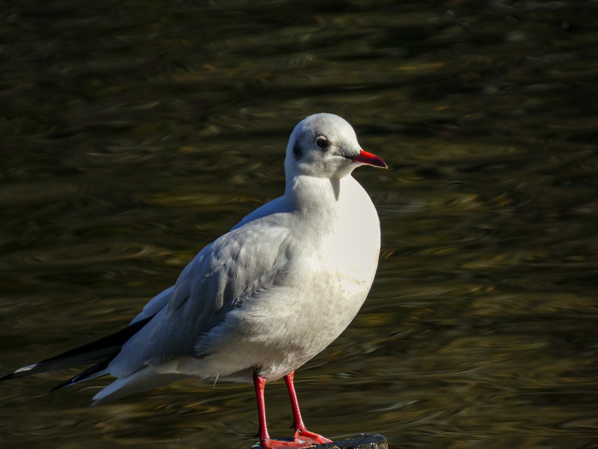 racek chechtavý - ML646125902