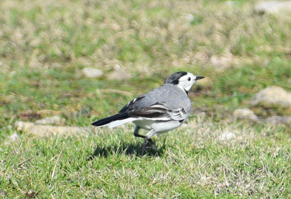 White Wagtail - ML646125910