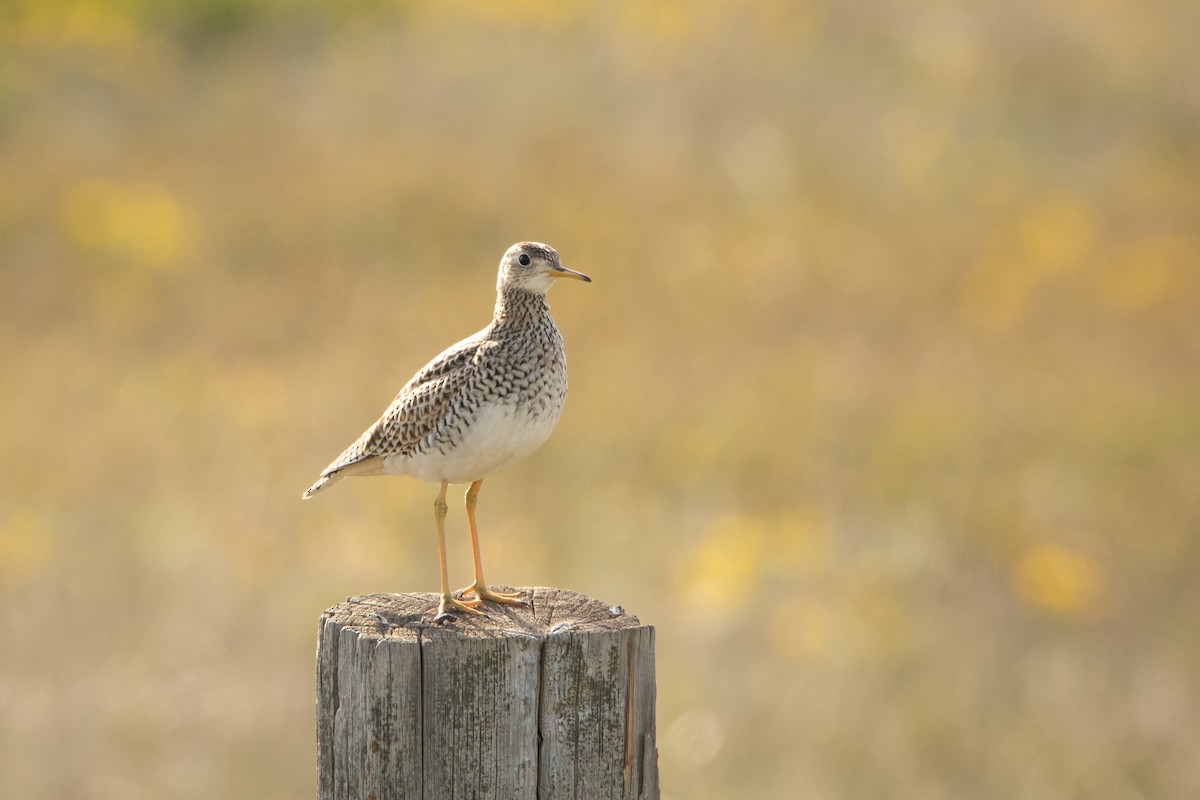 Upland Sandpiper - ML646125911