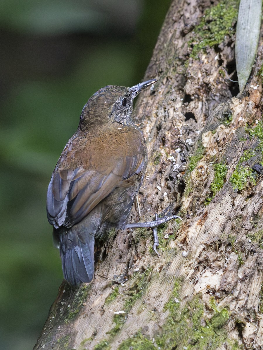 Sharp-tailed Streamcreeper - ML646125922