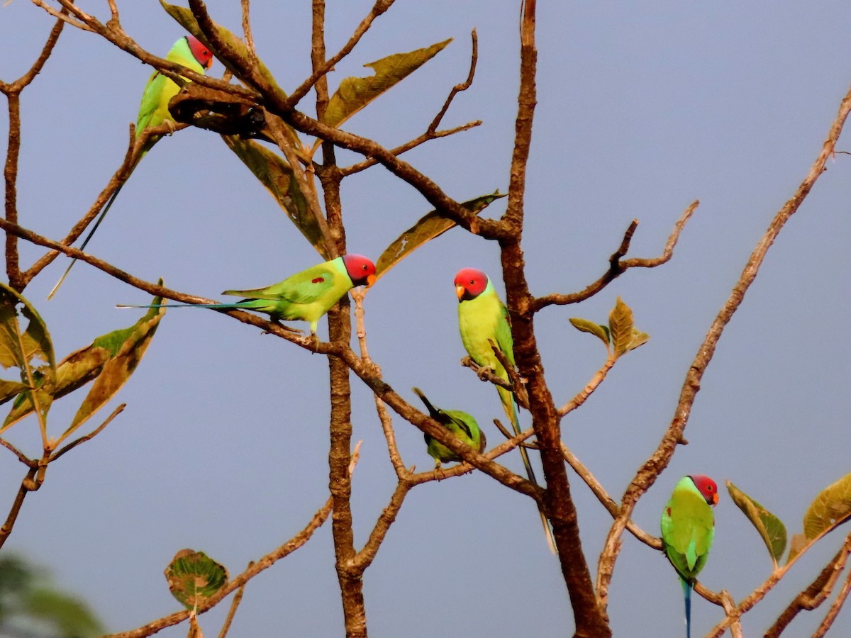 コセイインコ - ML646125929