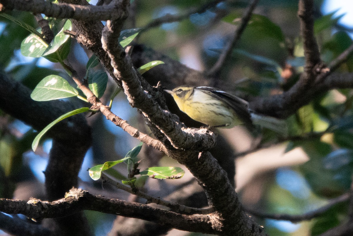 Reinita Gorjinaranja - ML646125932