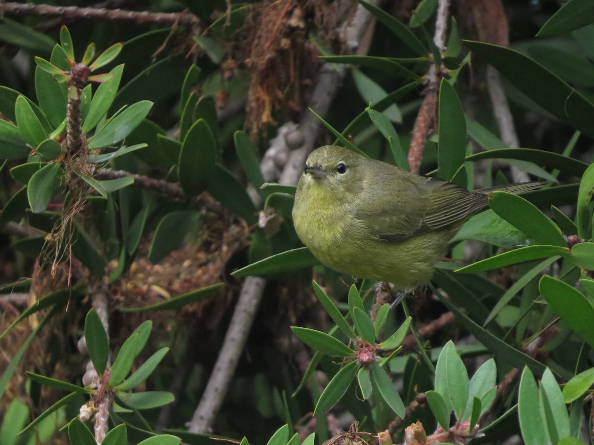 Orangefleck-Waldsänger - ML646125933