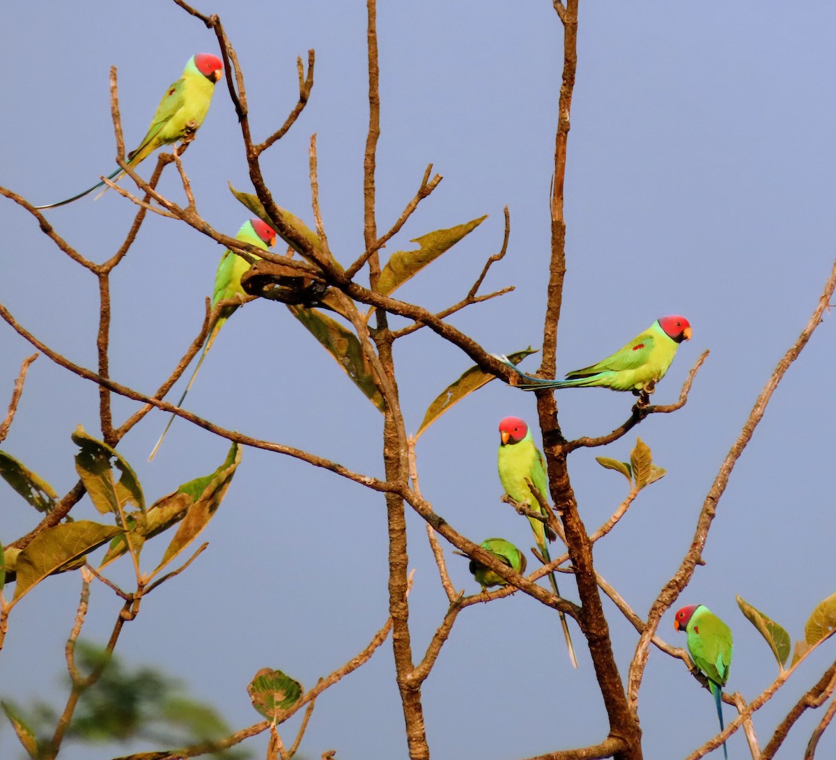 コセイインコ - ML646125943