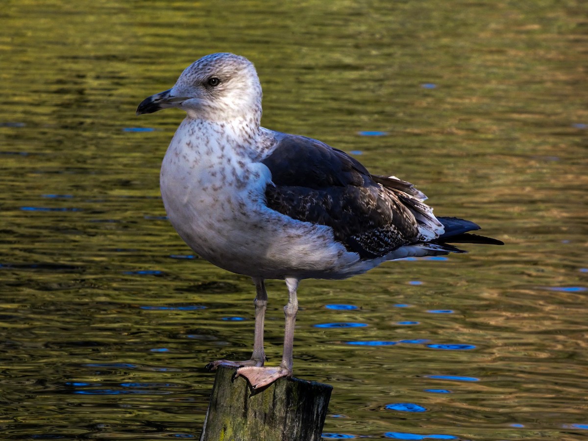 racek žlutonohý - ML646125944