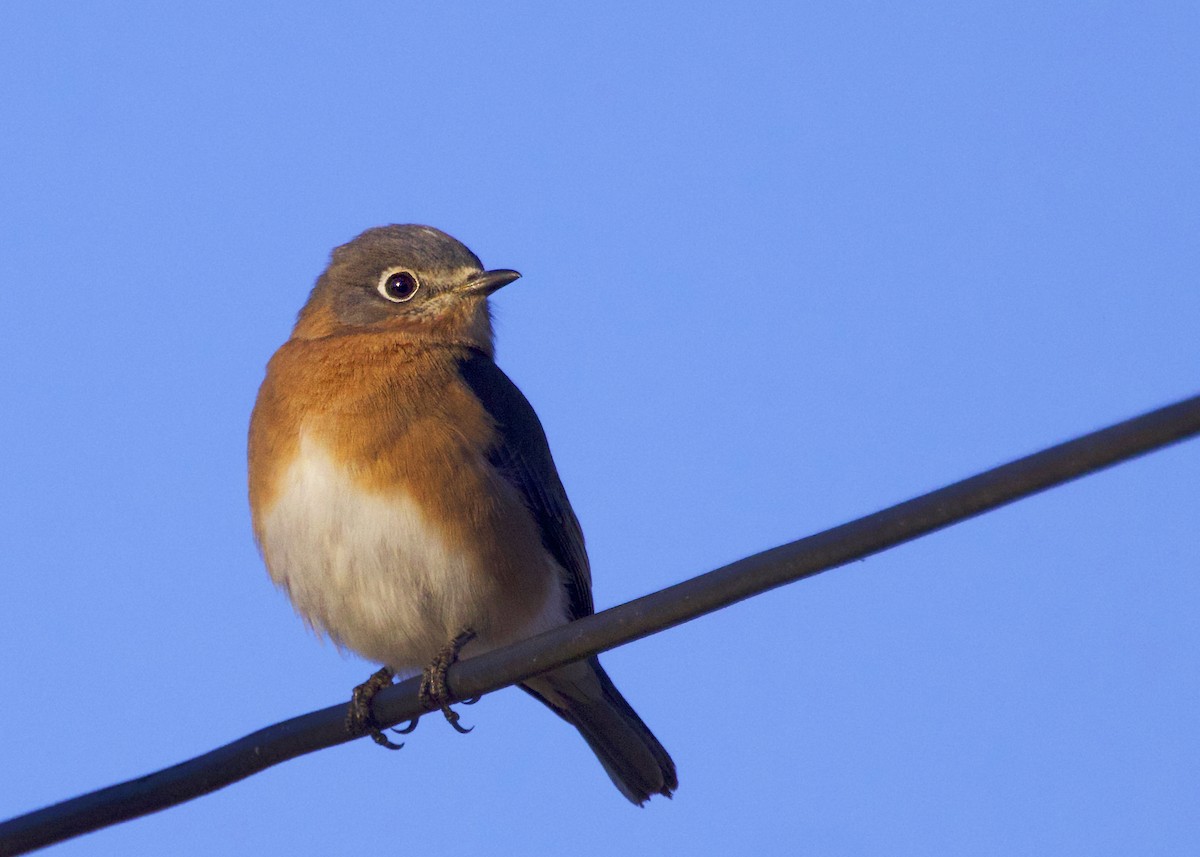 Eastern Bluebird - ML646125946