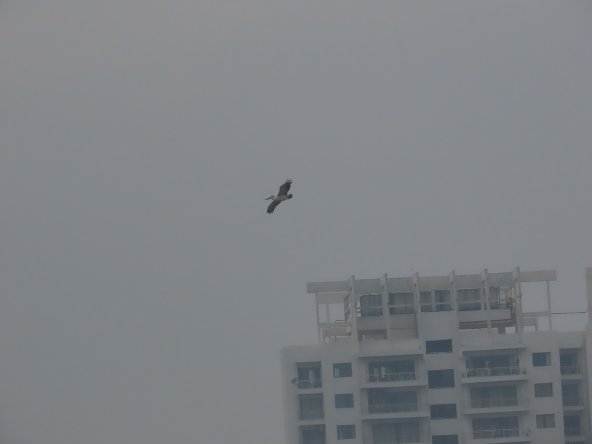 Spot-billed Pelican - ML646125947