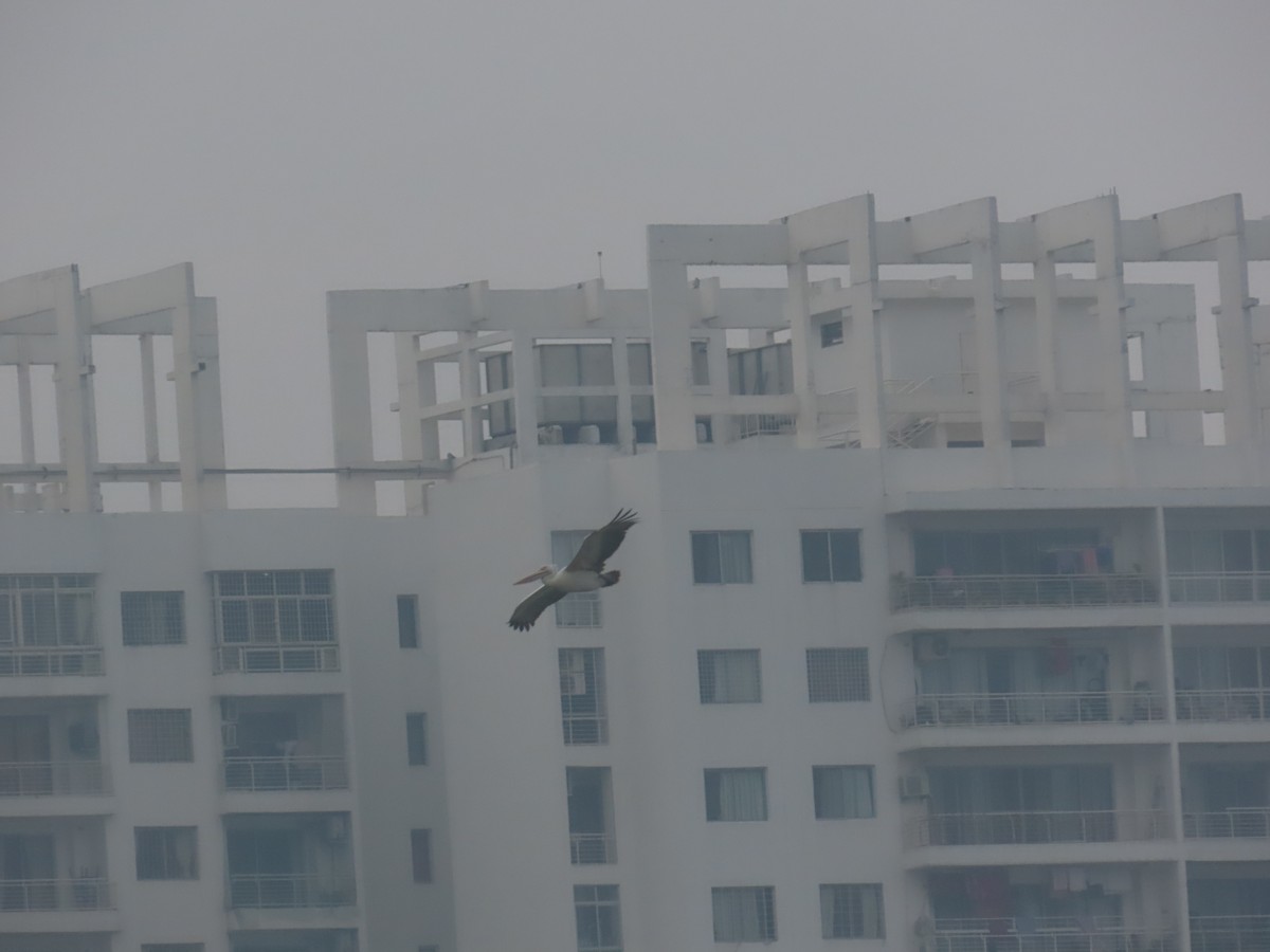 Spot-billed Pelican - ML646125948