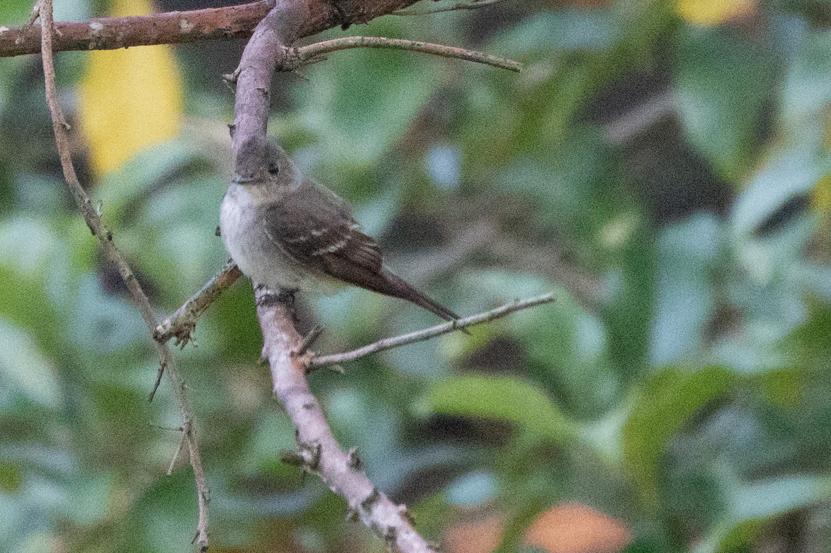 חטפית Empidonax בלתי-מזוהה - ML646125951