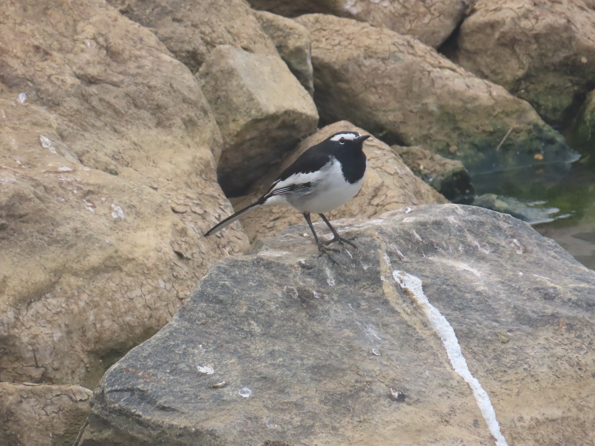 White-browed Wagtail - ML646125952