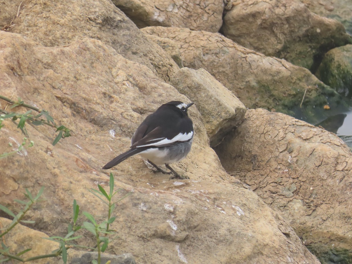White-browed Wagtail - ML646125953