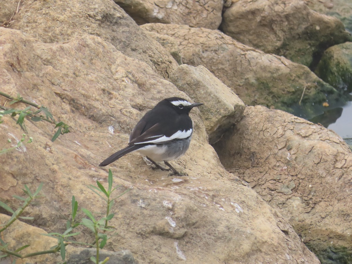 White-browed Wagtail - ML646125954