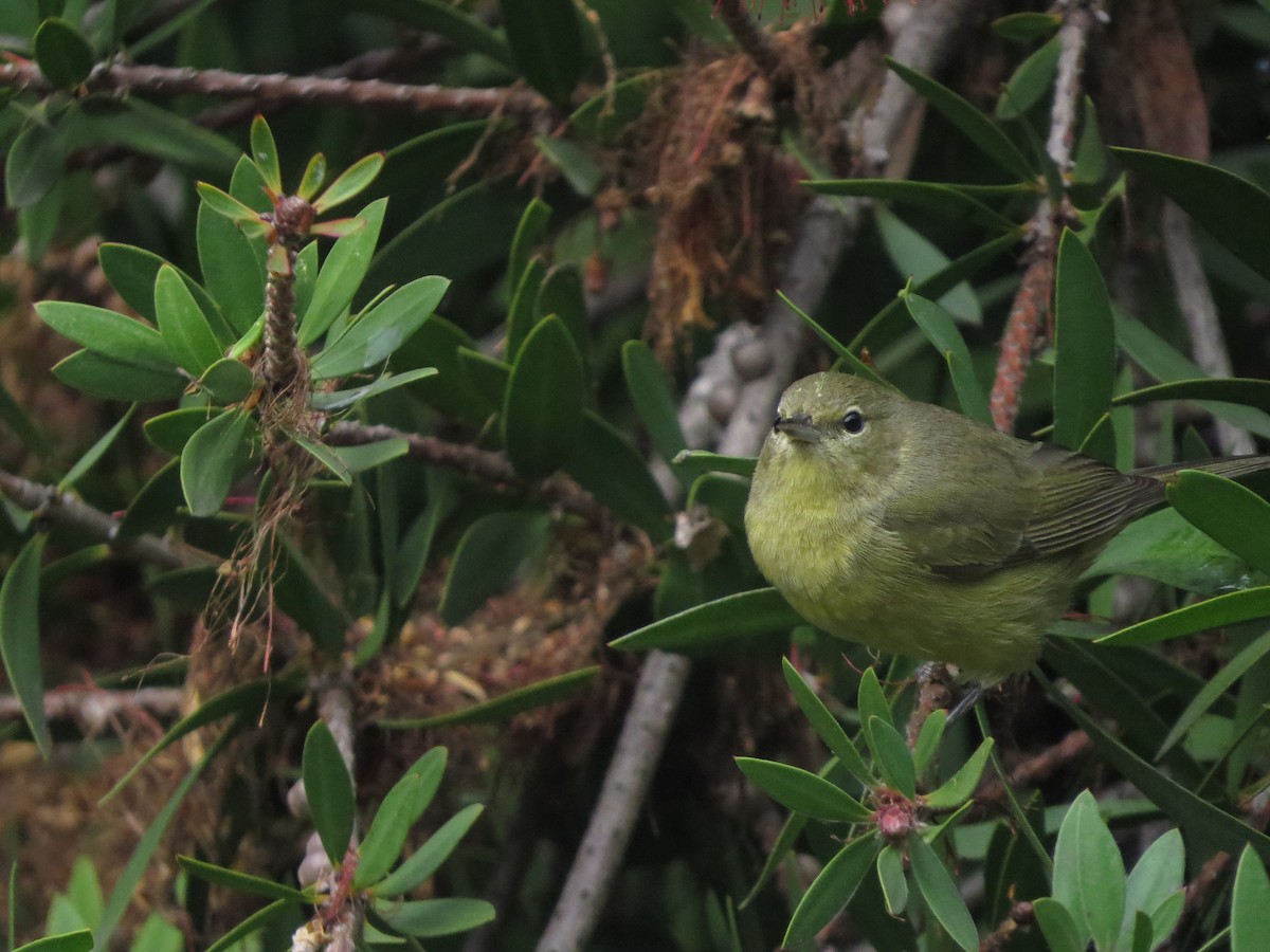 Orangefleck-Waldsänger - ML646125956