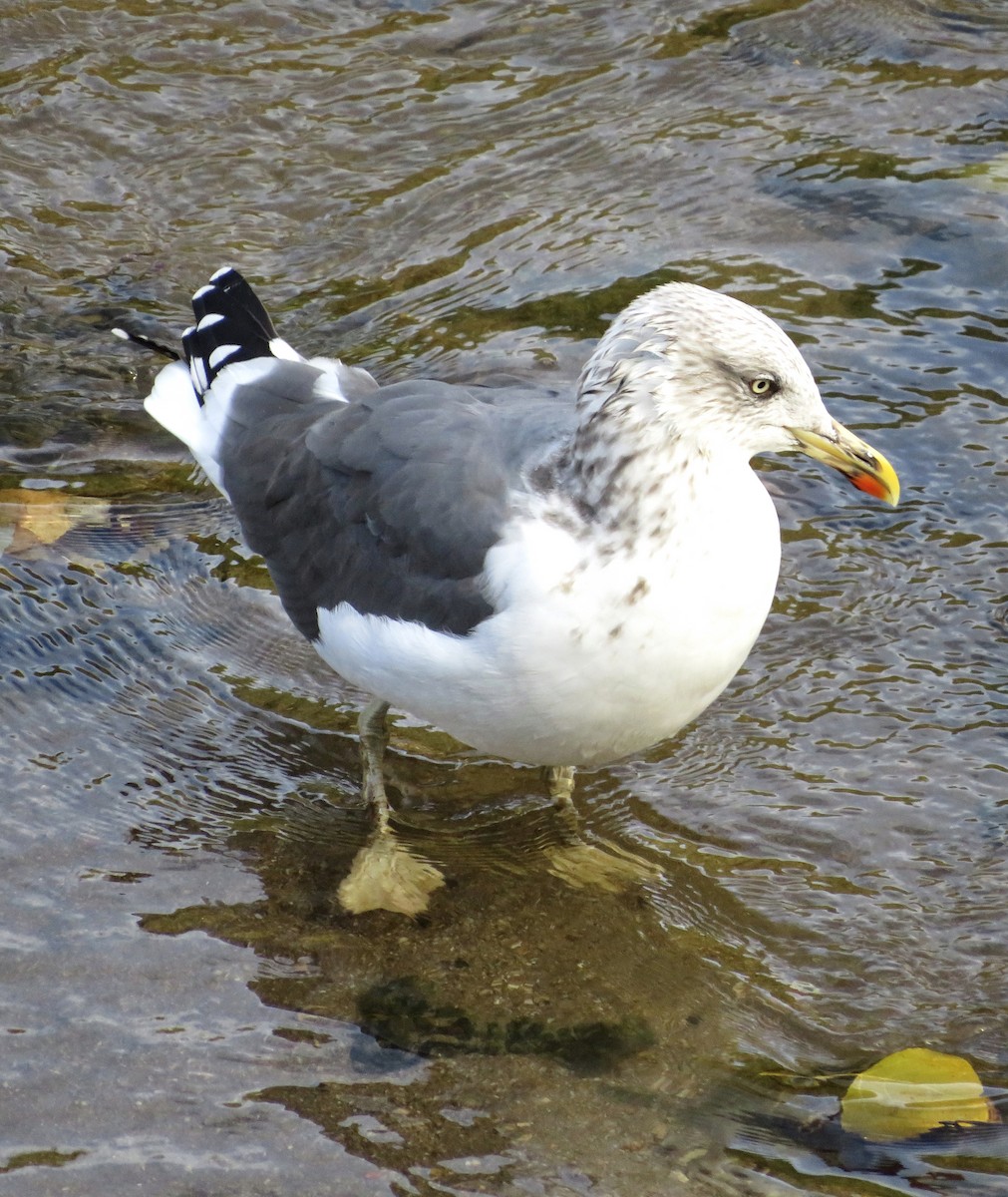 Lesser Black-backed Gull - ML646125959