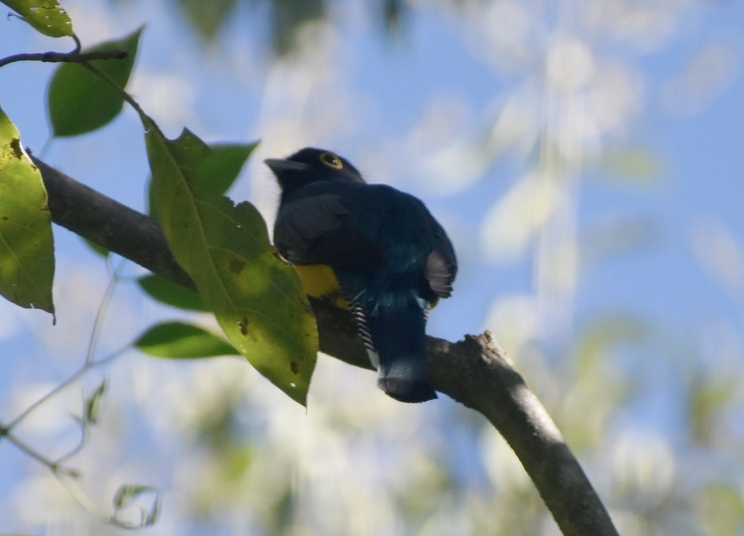 Gartered Violaceous Trogon - ML646125960