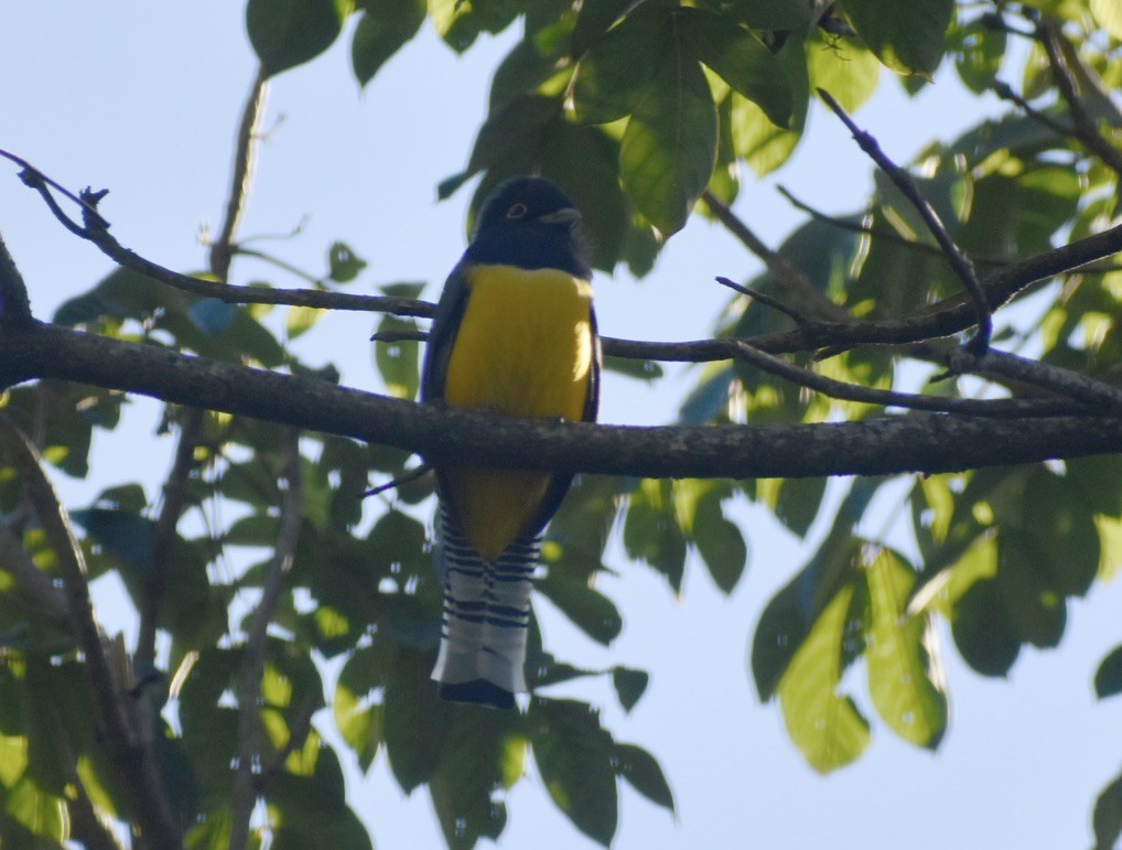 Gartered Violaceous Trogon - ML646125961