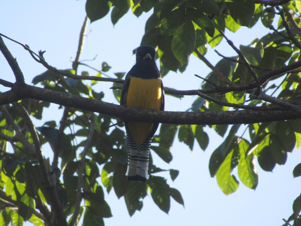 Gartered Violaceous Trogon - ML646125962