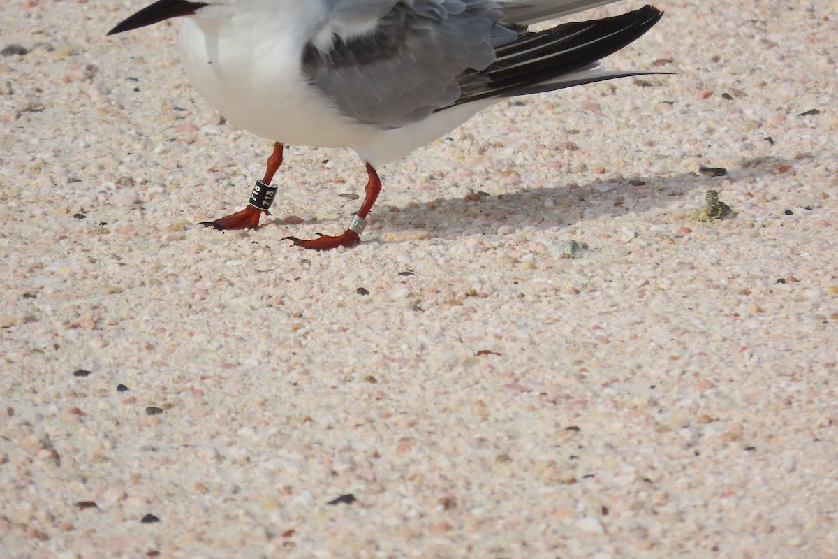 Common Tern - ML646125968