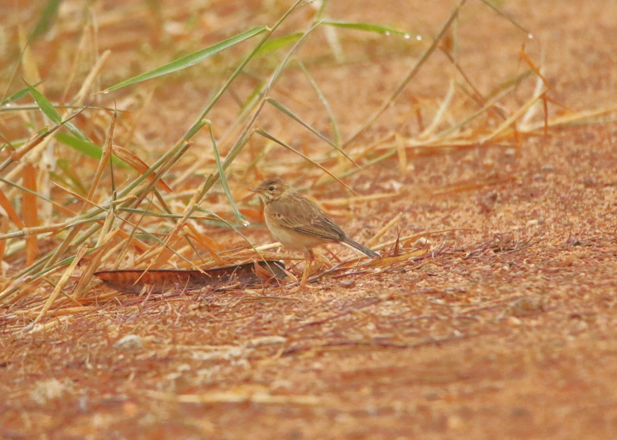 Paddyfield Pipit - ML646125971