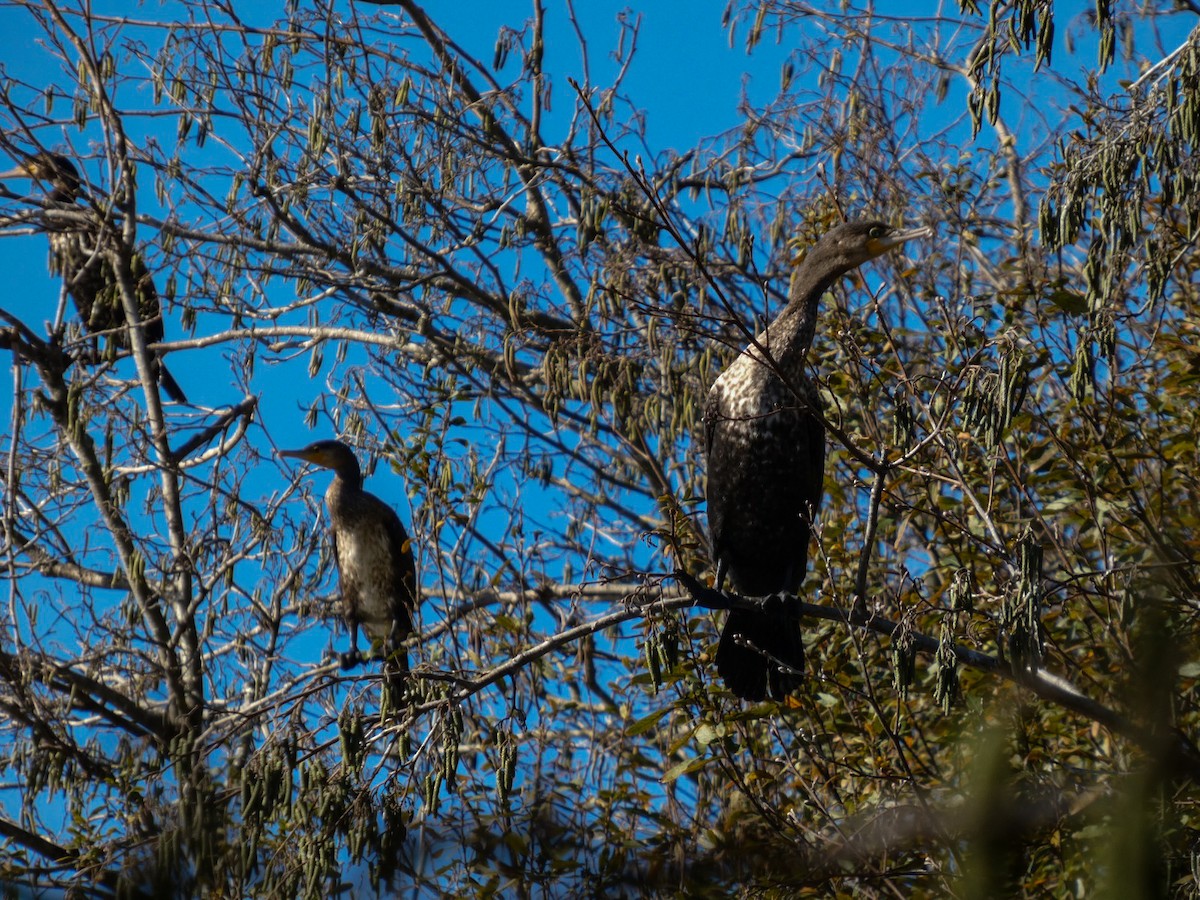 kormorán velký - ML646125984