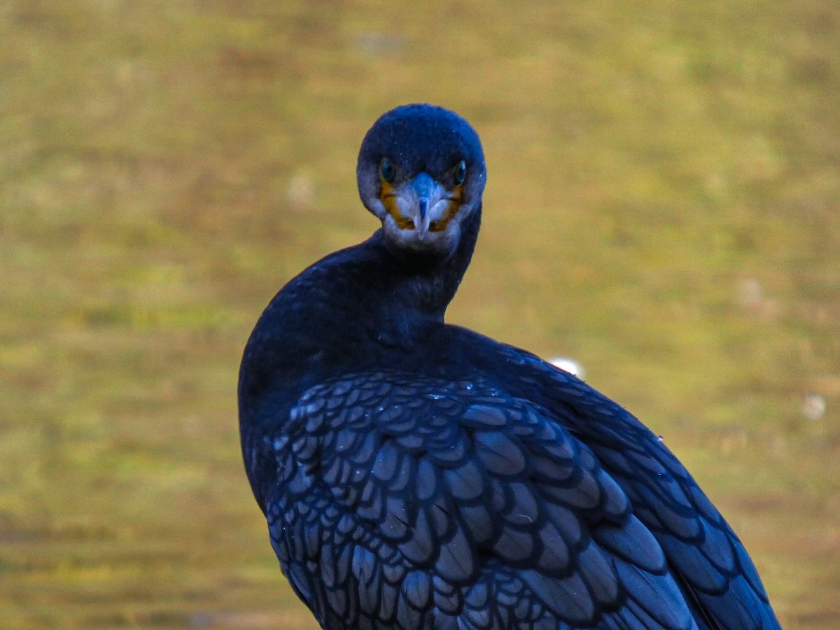 kormorán velký - ML646125986