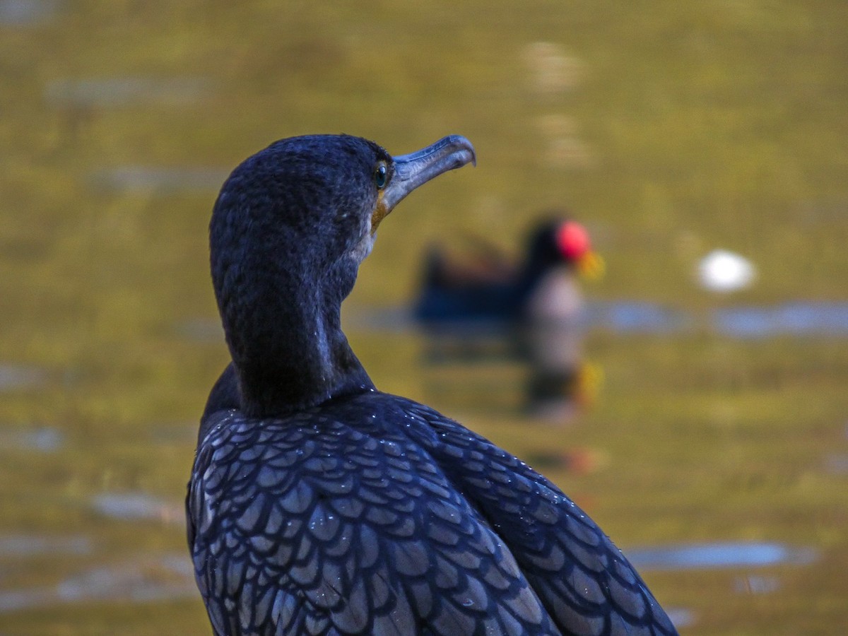 kormorán velký - ML646125987