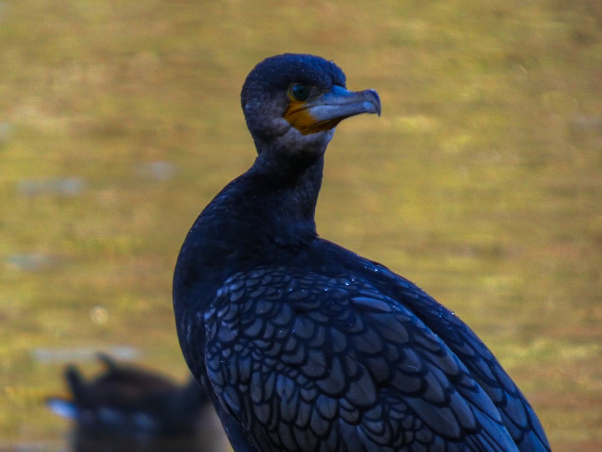 kormorán velký - ML646125988