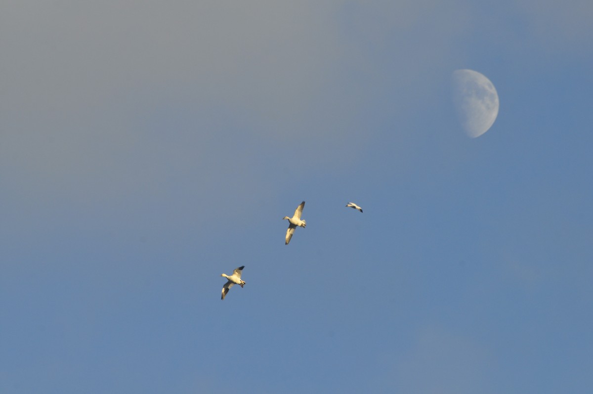 Snow Goose - ML646125990