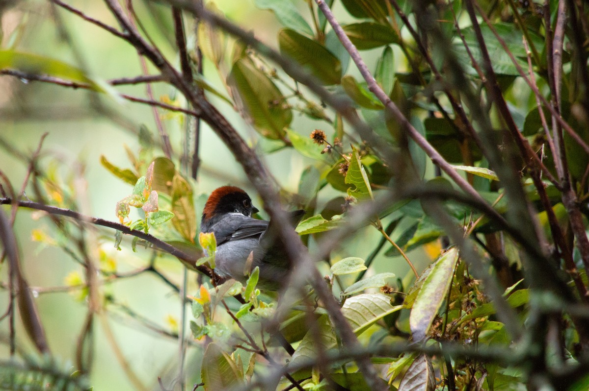 Northern Slaty Brushfinch - ML646126006