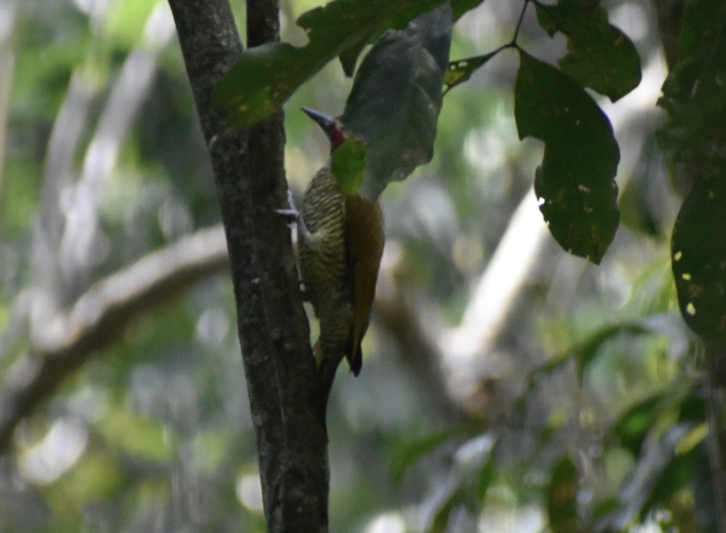 Golden-olive Woodpecker - ML646126011