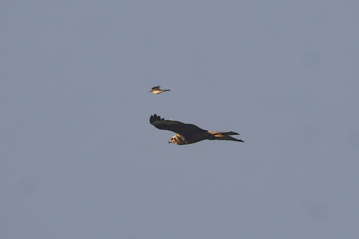 Eastern Marsh Harrier - ML646126012