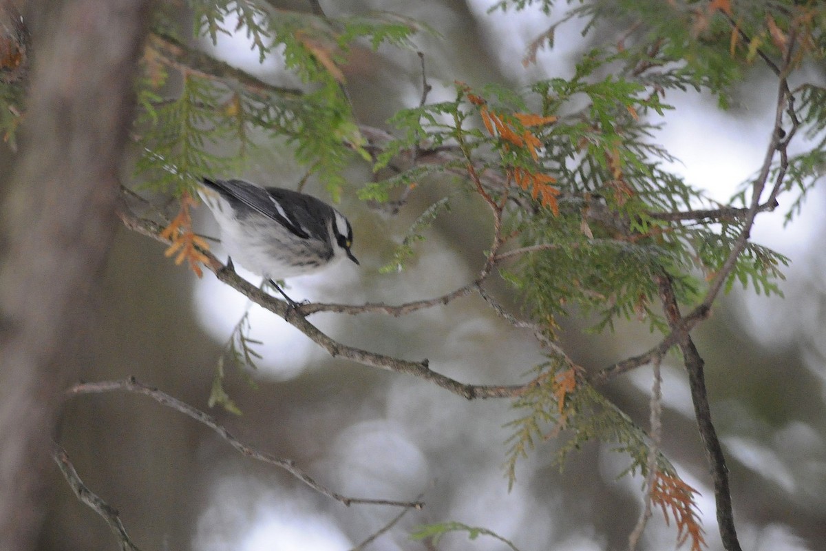 Black-throated Gray Warbler - ML646126013