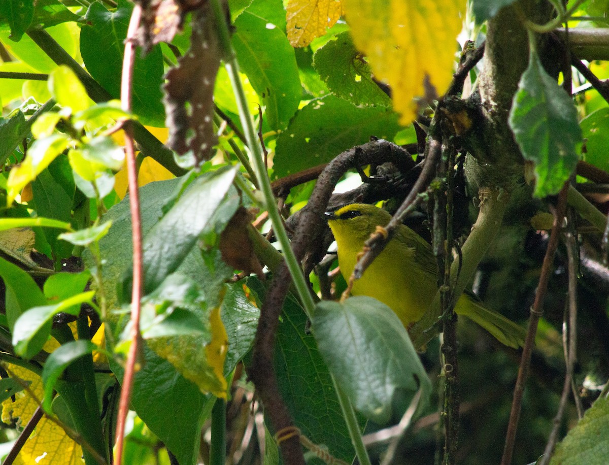 Black-crested Warbler - ML646126017