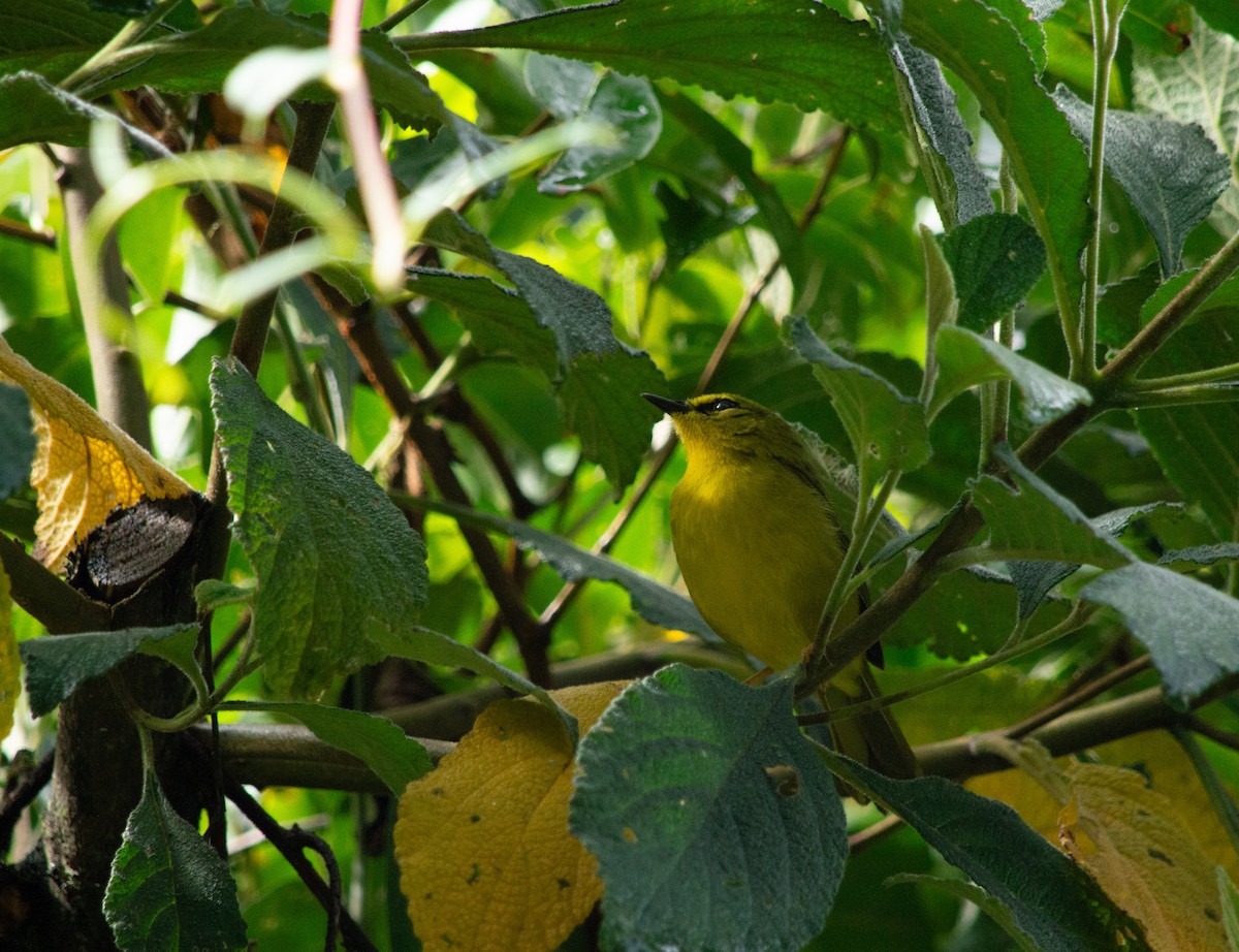 Black-crested Warbler - ML646126018