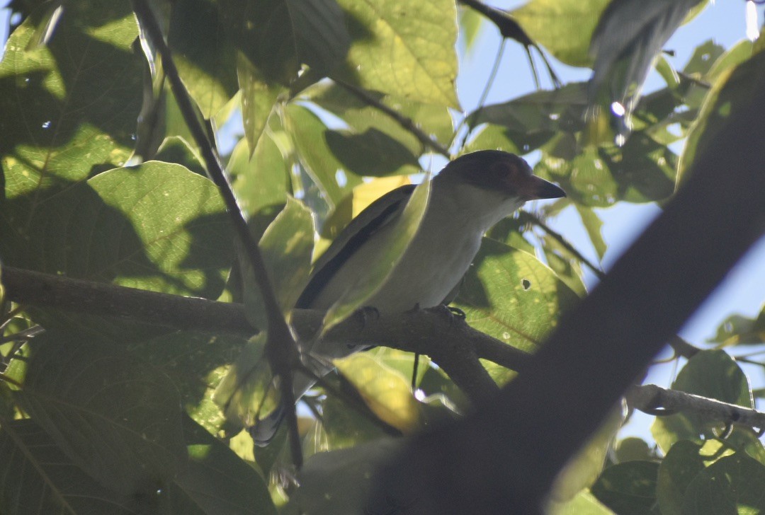 Masked Tityra - ML646126020