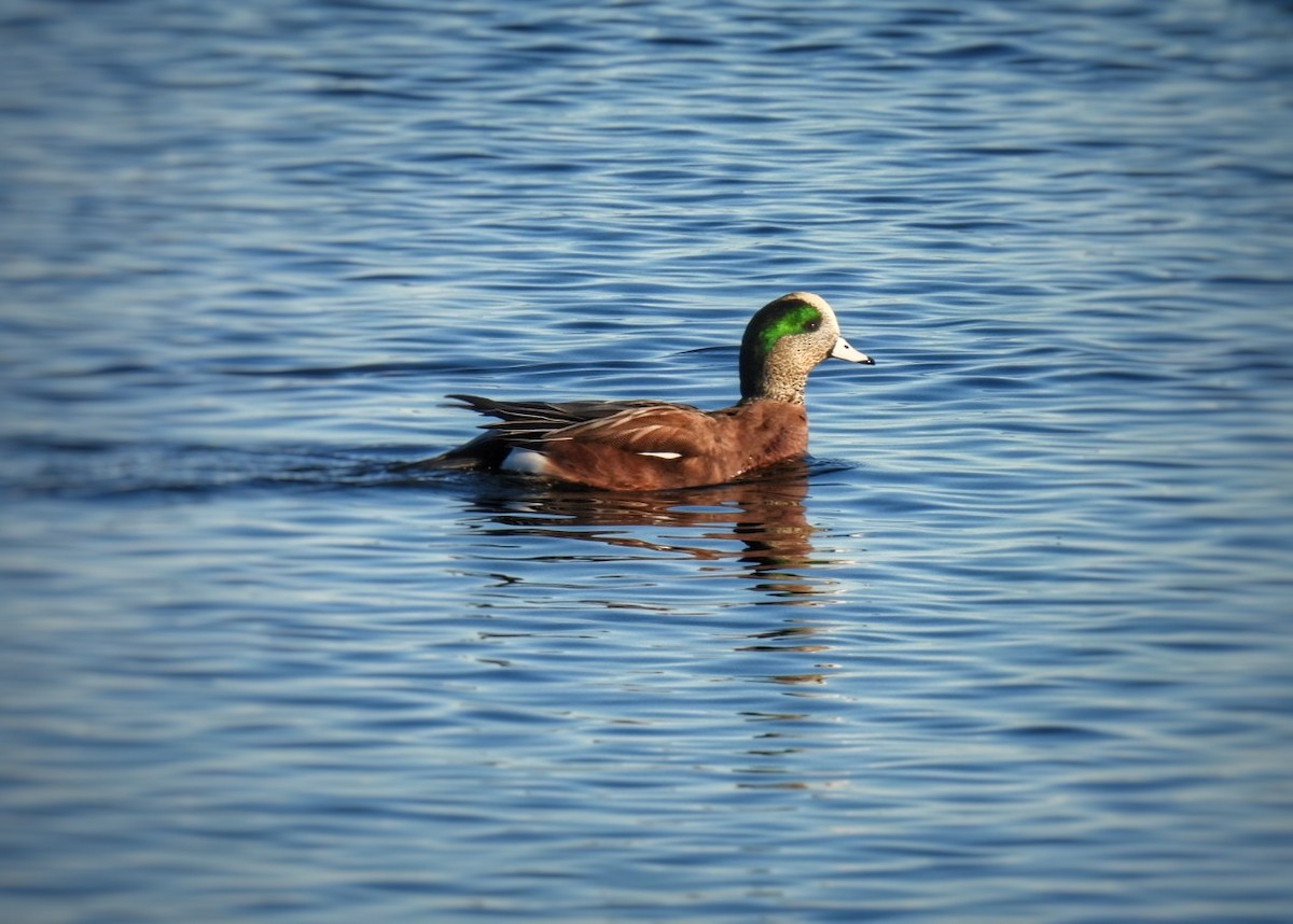 American Wigeon - ML646126028