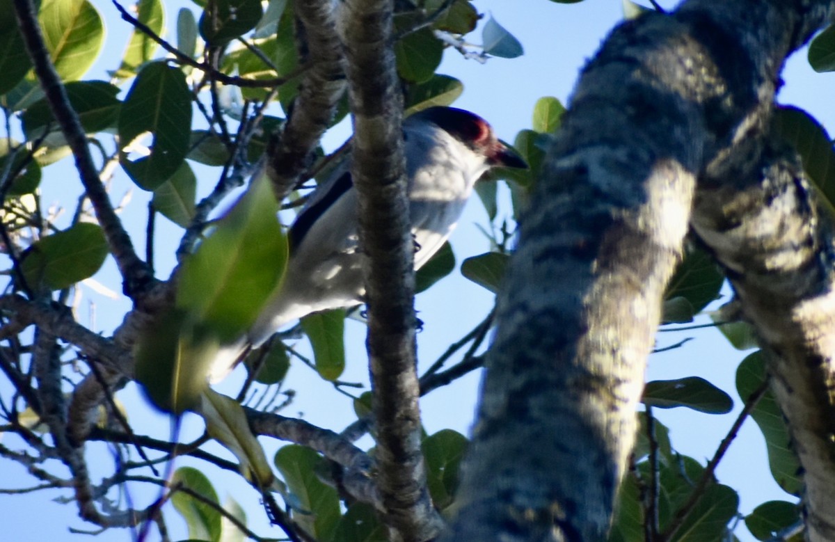 Masked Tityra - ML646126029