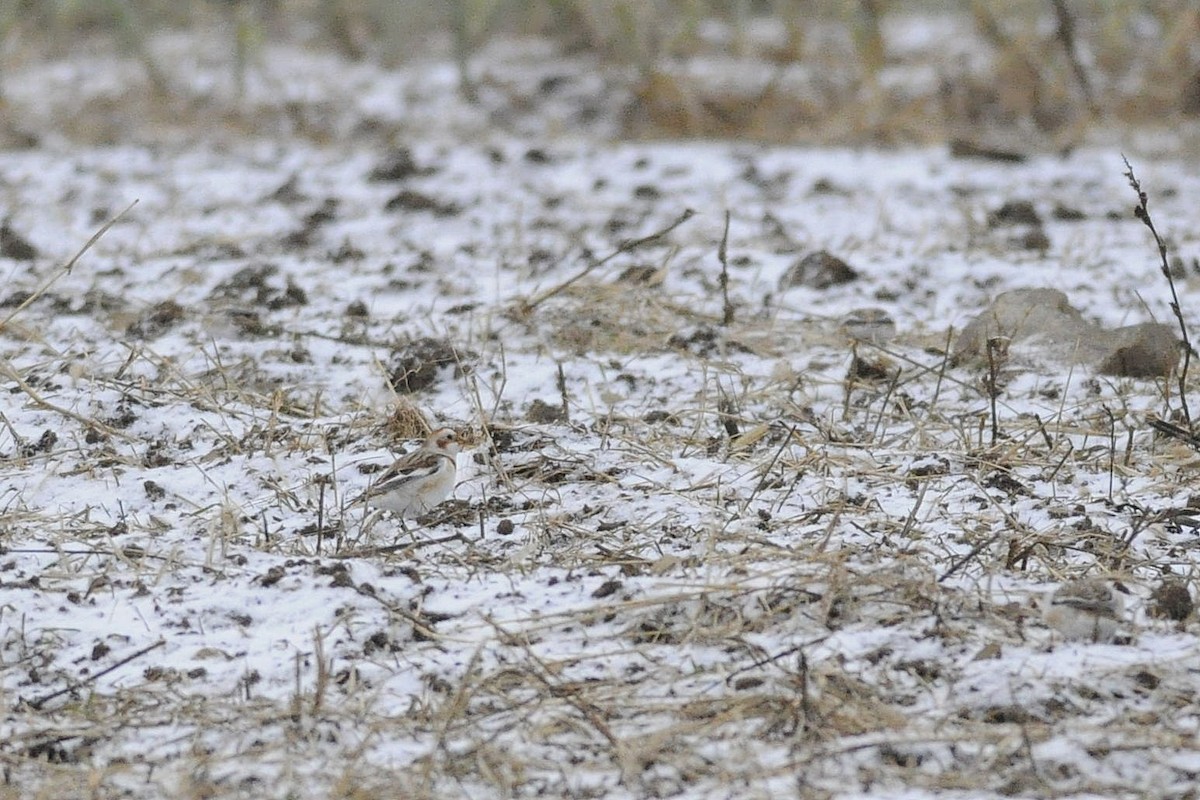Snow Bunting - ML646126030