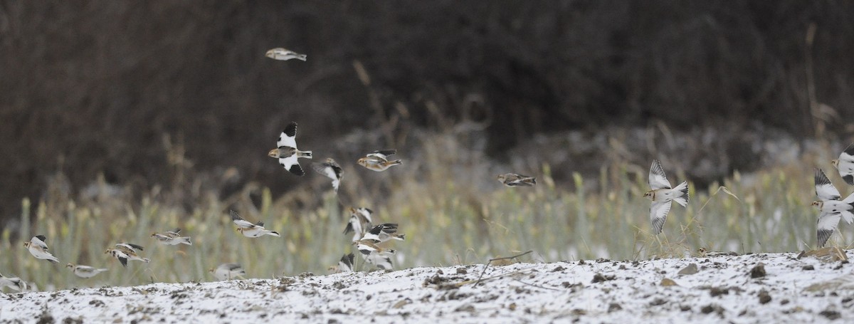 Snow Bunting - ML646126031