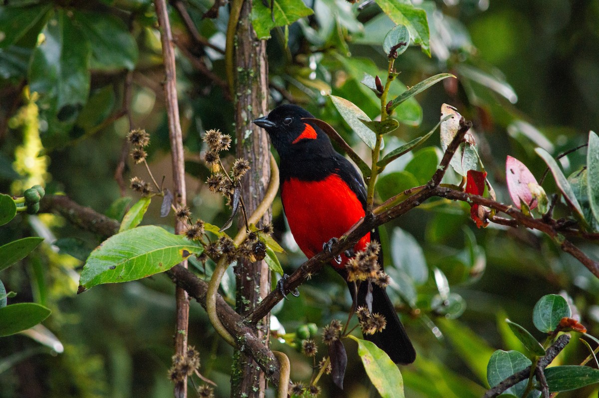 Scarlet-bellied Mountain Tanager - ML646126033