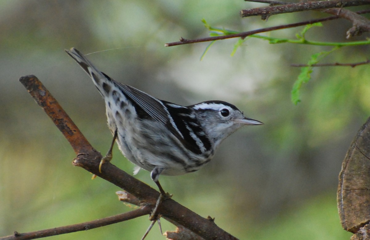 Black-and-white Warbler - ML646126035