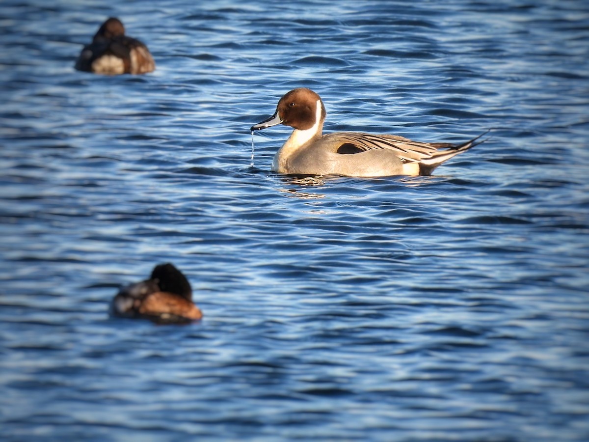Northern Pintail - ML646126036