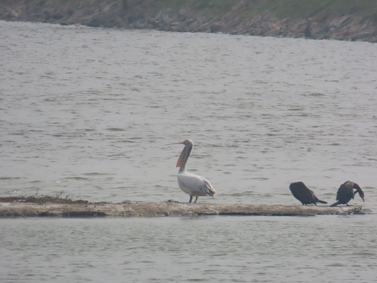 Spot-billed Pelican - ML646126037