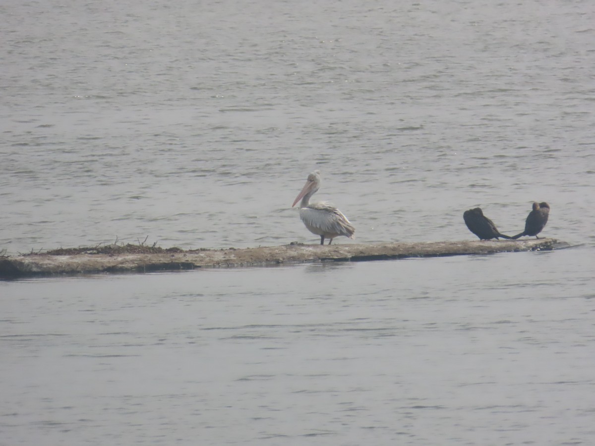 Spot-billed Pelican - ML646126038