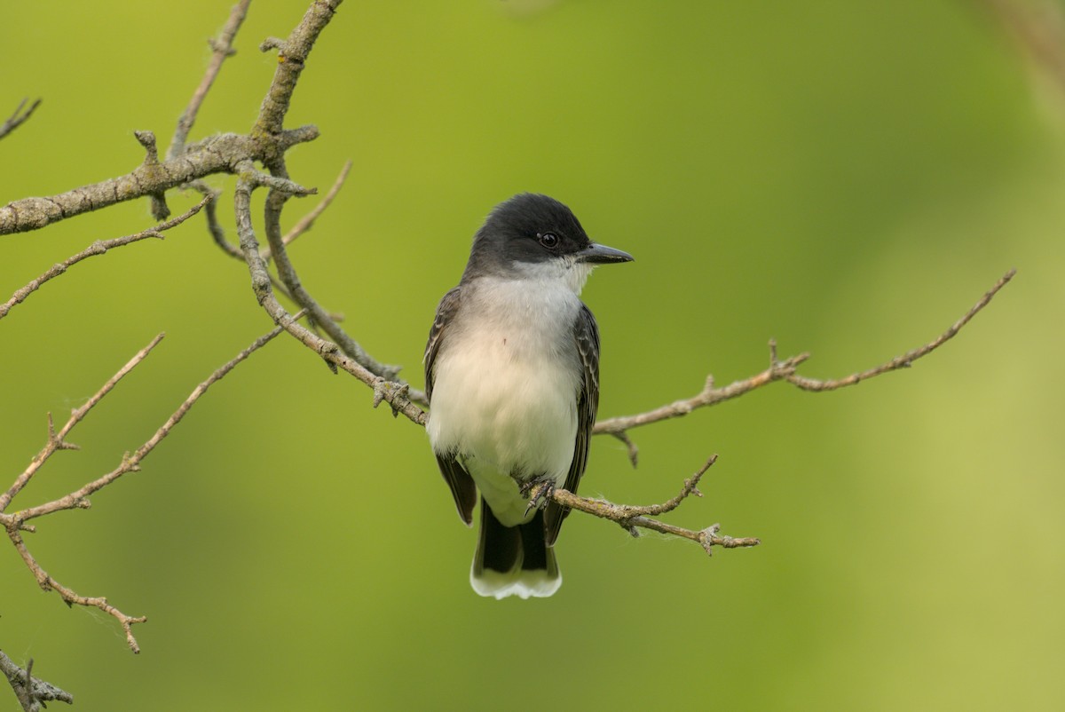 Tirano Oriental - ML646126049